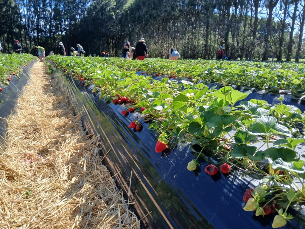 GoodPlanetでの苺狩り