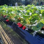 ニュージーランドで苺狩り体験 オークランドからすぐ!