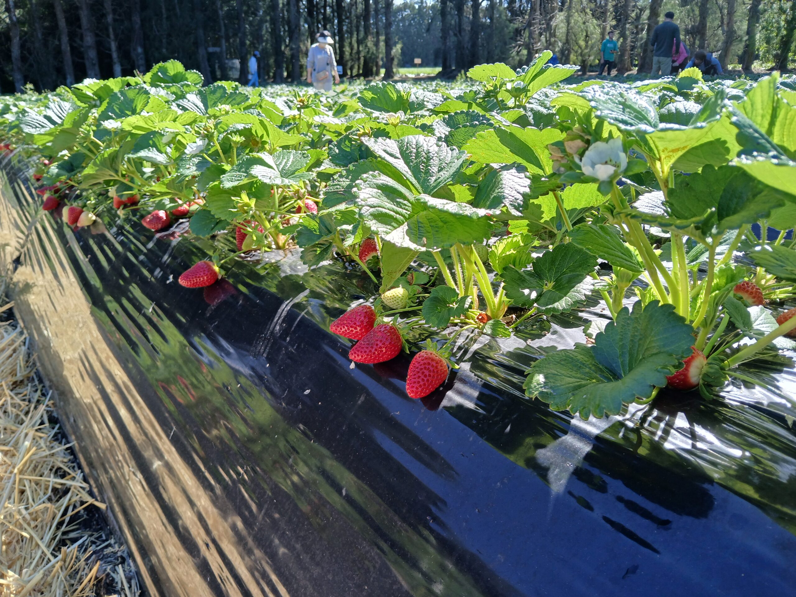 ニュージーランドで苺狩り体験 オークランドからすぐ!