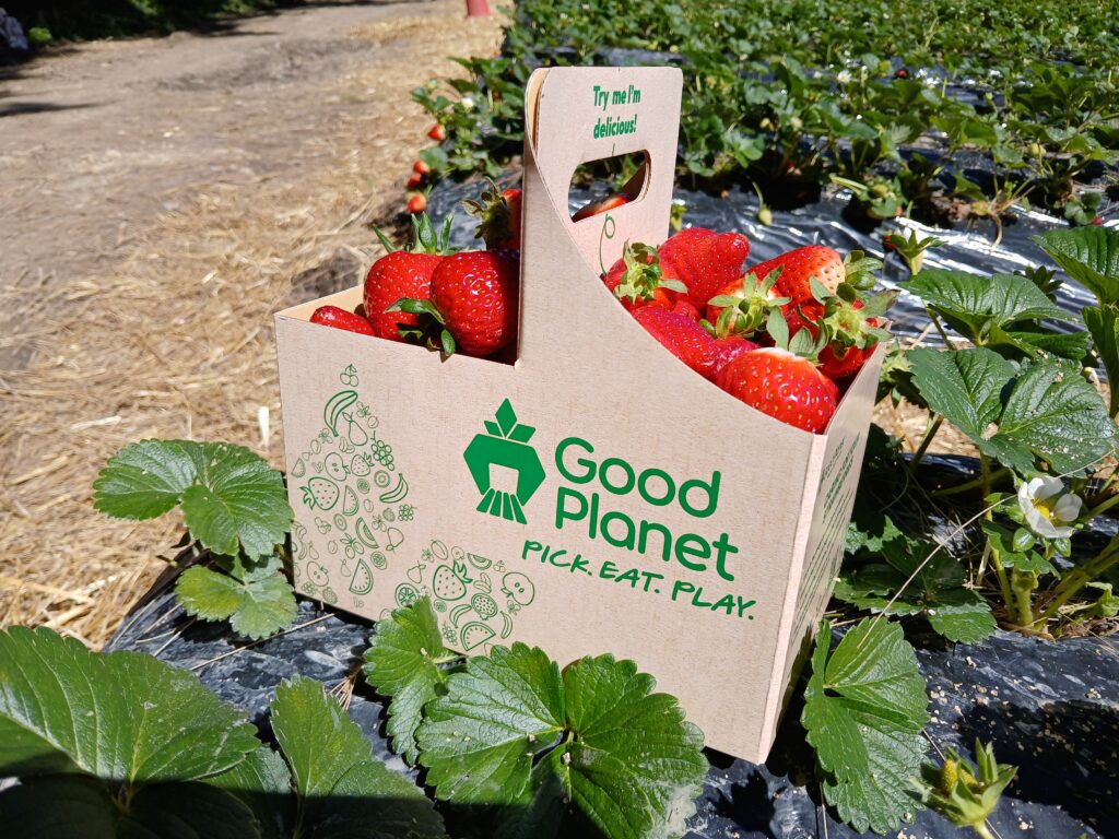 GoodPlanetでの苺狩り