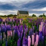 NZテカポ湖畔が紫色に染まる！春の絶景「ルピナスの絨毯」と撮影テクニック