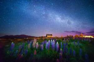 ルピナス テカポ