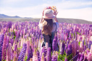 ルピナス テカポ