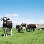 春休み限定！動物と暮らし、英語が身につく