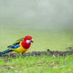 キウイだけじゃない！NZの「深すぎる」野鳥の世界