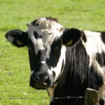 春休み限定！動物と暮らし、英語が身につく