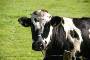 春休み限定！動物と暮らし、英語が身につく