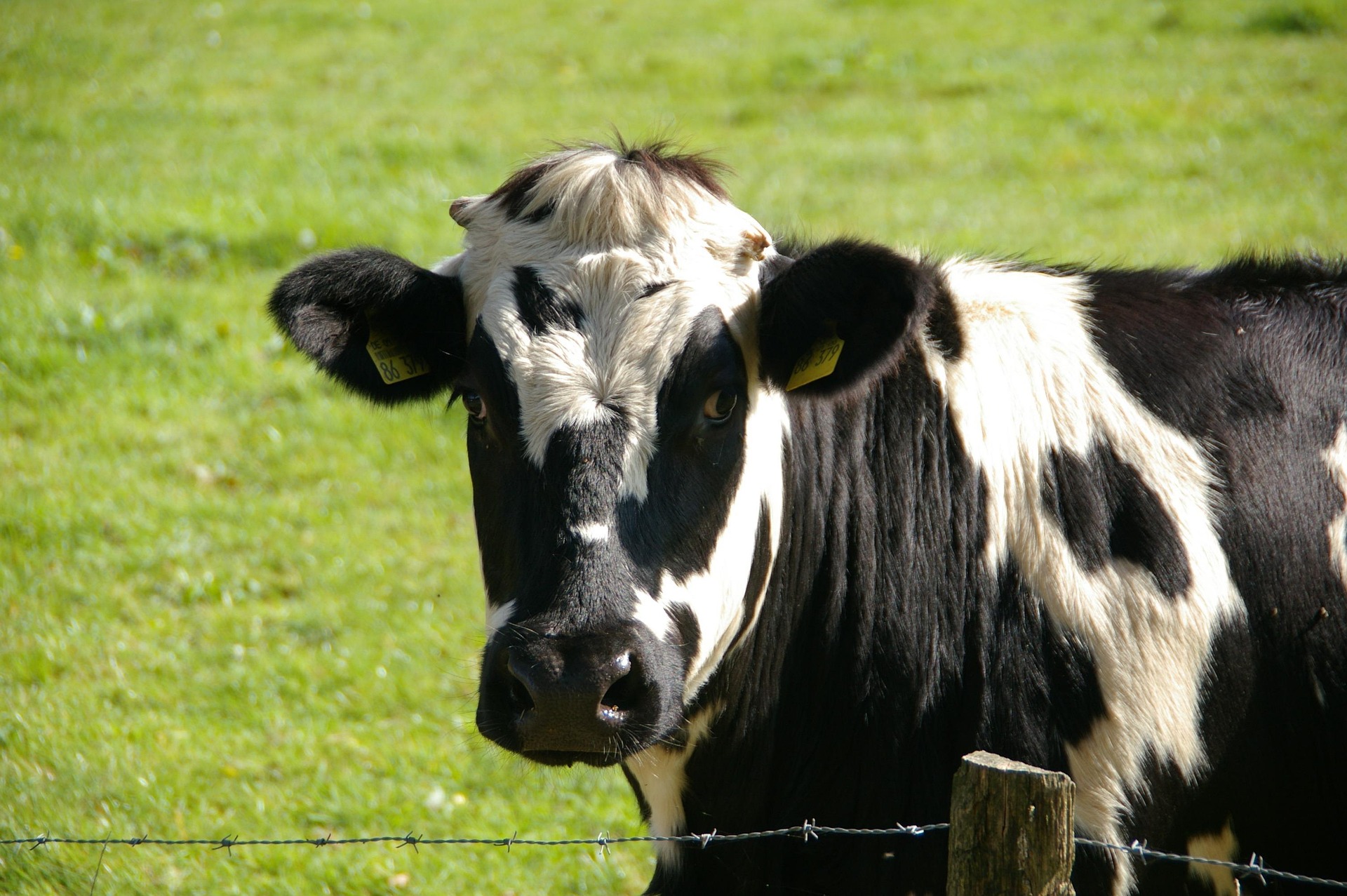 春休み限定！動物と暮らし、英語が身につく