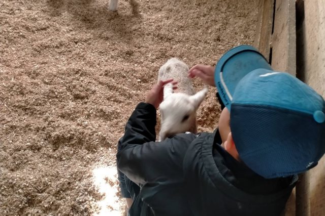 ファームステイ